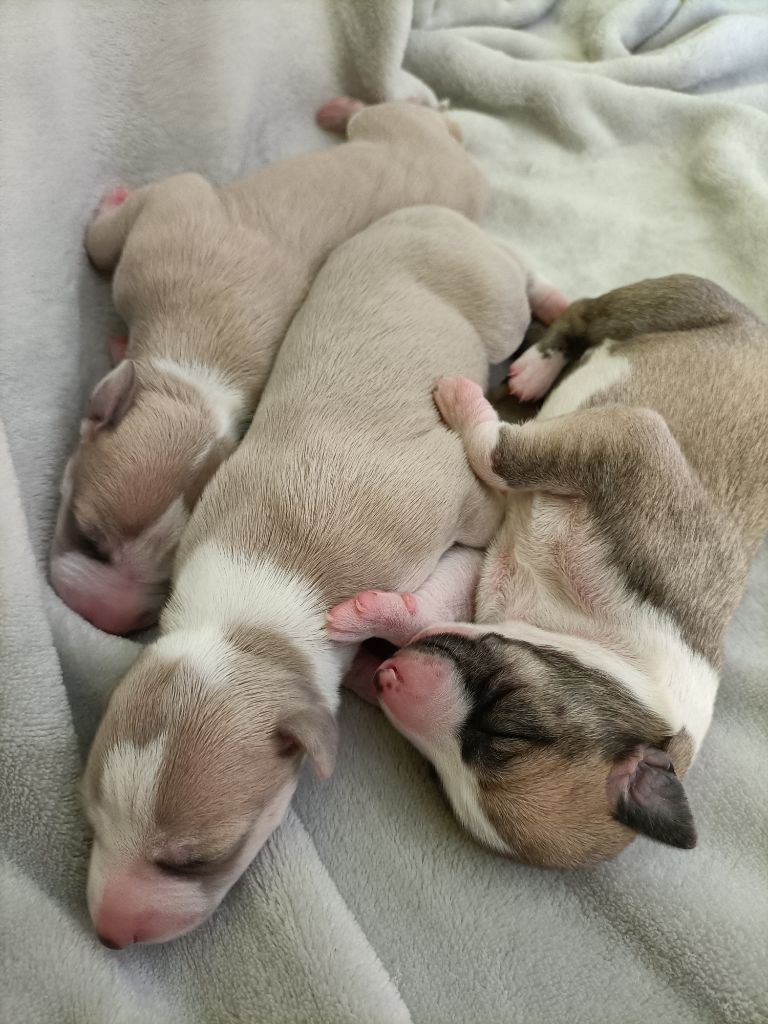 chiot Whippet Des Terres D'haraliande