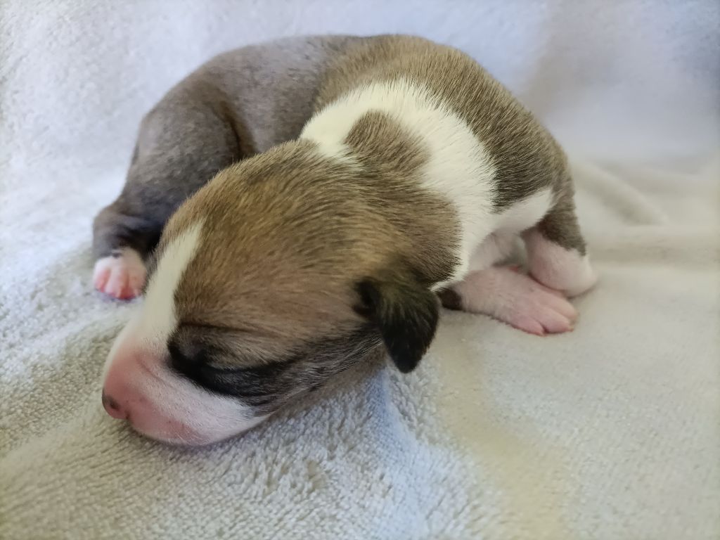 Des Terres D'haraliande - Chiots disponibles - Whippet